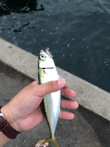 サバの釣果