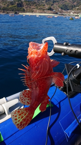 オニカサゴの釣果