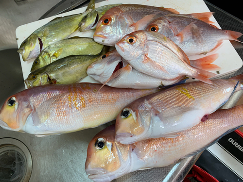 アマダイの釣果