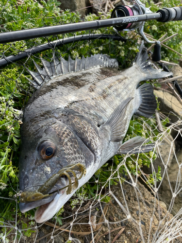 チヌの釣果