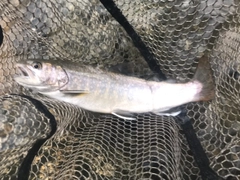 イワナの釣果