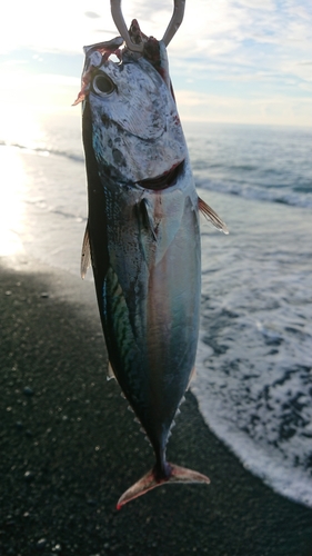 ヒラソウダの釣果