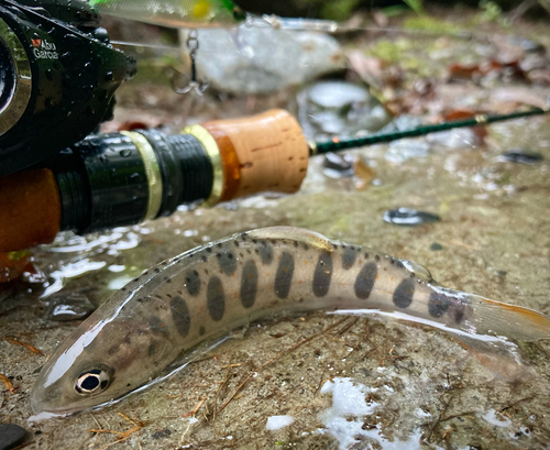 アマゴの釣果