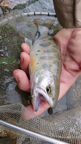 ヤマメの釣果