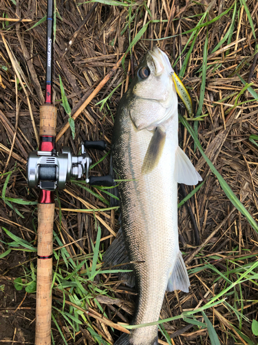 スズキの釣果