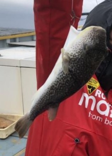 ショウサイフグの釣果