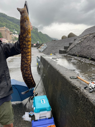 ウツボの釣果