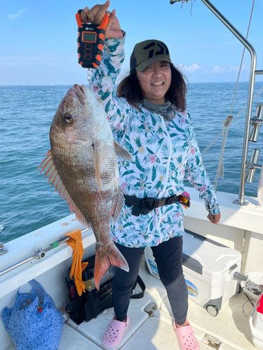 マダイの釣果