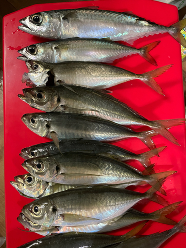 アジの釣果