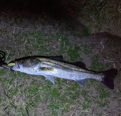 スズキの釣果