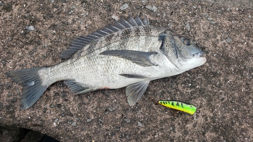 チヌの釣果