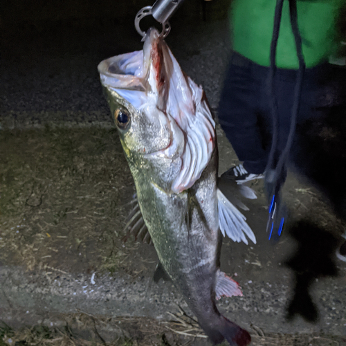 スズキの釣果