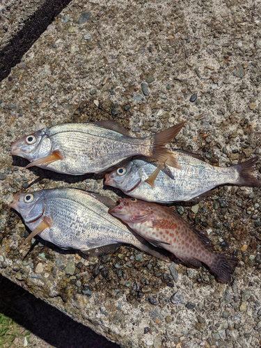 ウミタナゴの釣果