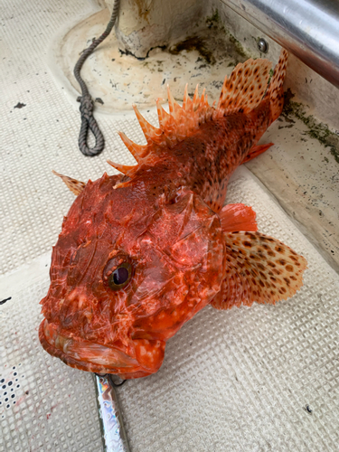 カサゴの釣果