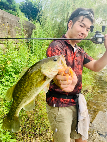 ブラックバスの釣果