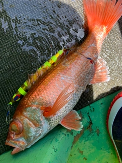 アカムツの釣果