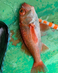 アカムツの釣果