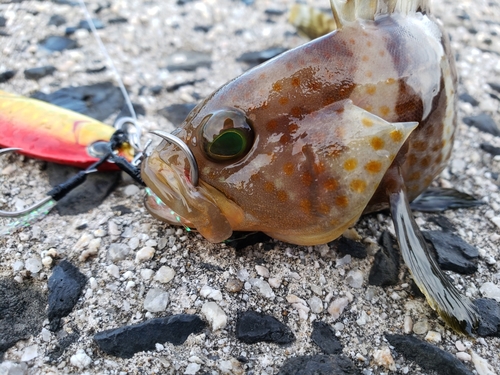 アオハタの釣果