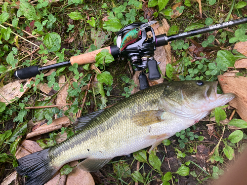 ブラックバスの釣果