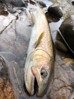 エゾイワナの釣果