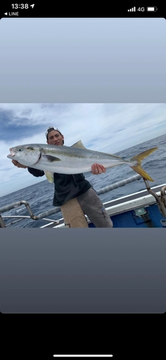 ブリの釣果