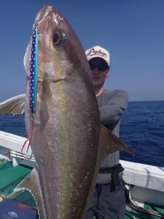 ヒレナガカンパチの釣果