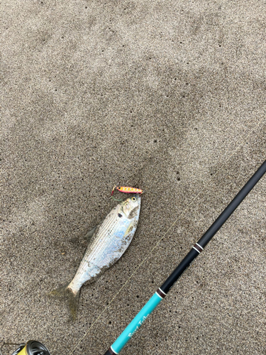 コノシロの釣果