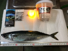サバの釣果
