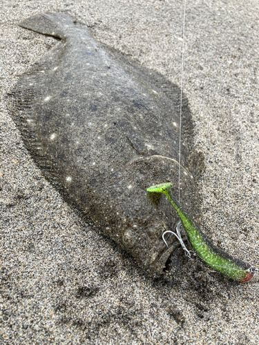 ヒラメの釣果