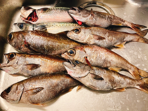 クロムツの釣果