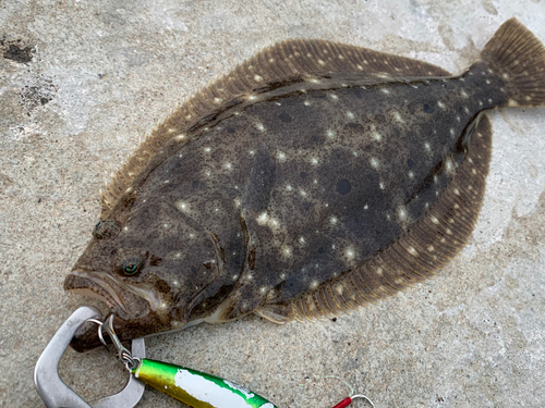 ソゲの釣果