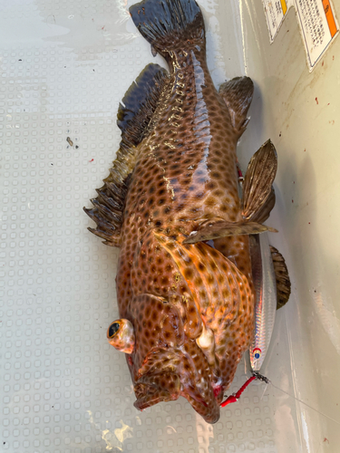 シロブチハタの釣果