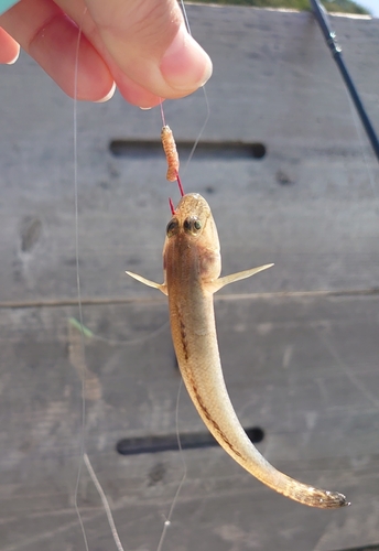 ハゼの釣果