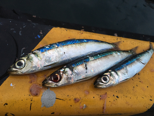 ウルメイワシの釣果