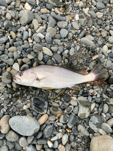 ニベの釣果