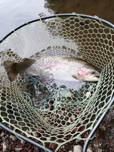 ニジマスの釣果