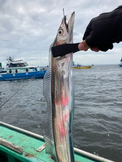 タチウオの釣果