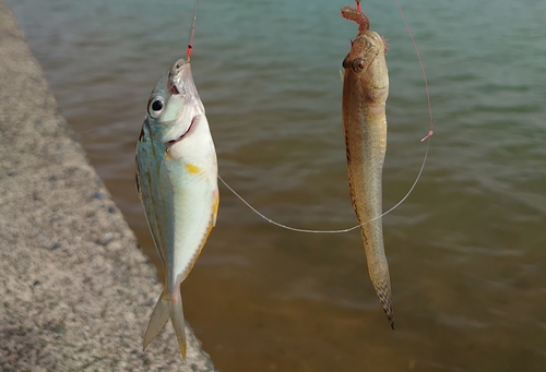 ハゼの釣果