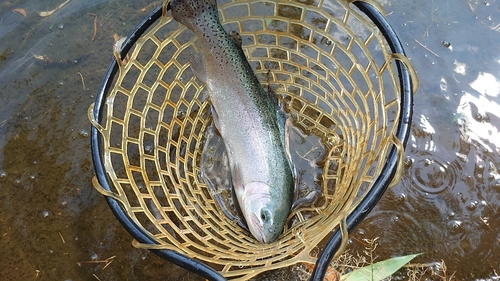 レインボートラウトの釣果