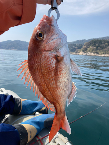 マダイの釣果