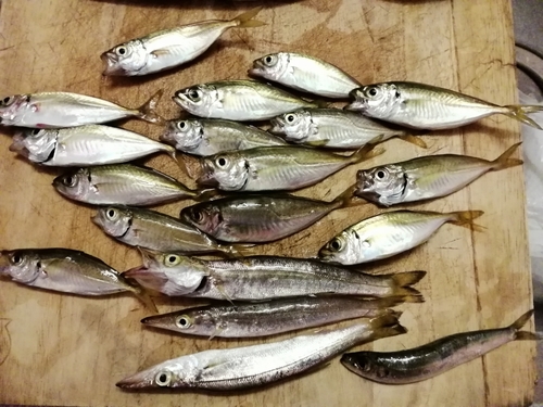 カマスの釣果