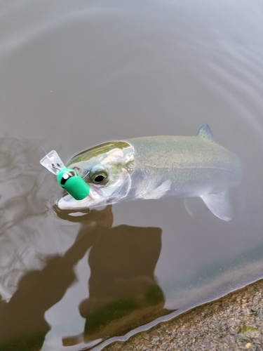 ニジマスの釣果