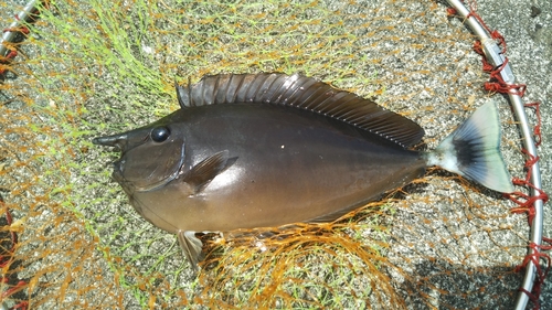 テングハギモドキの釣果