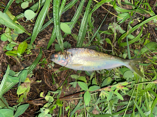 コノシロの釣果