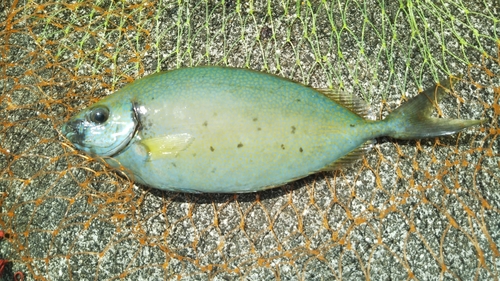 ハナアイゴの釣果