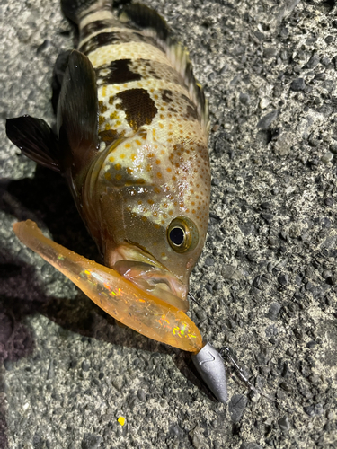 アオハタの釣果