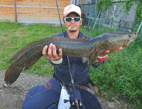 ライギョの釣果