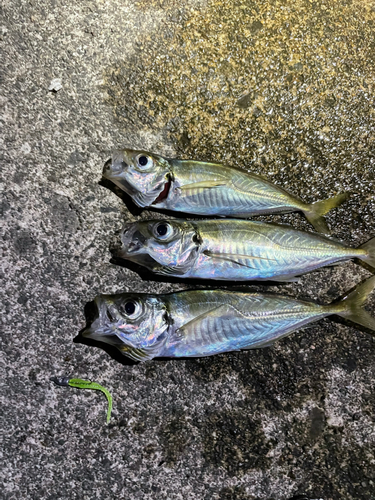 アジの釣果