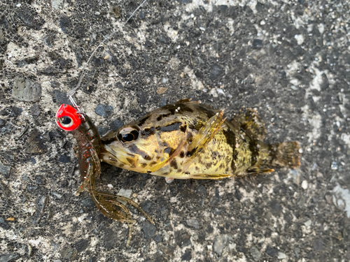 タケノコメバルの釣果