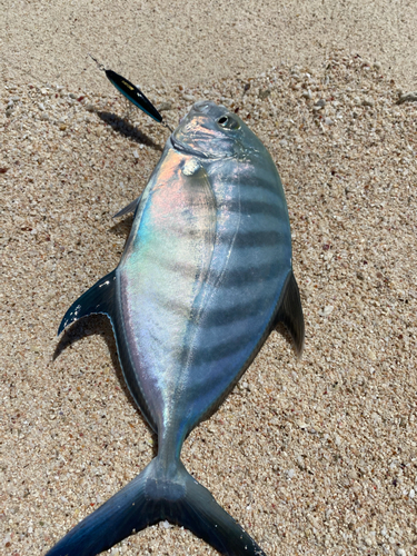 ナンヨウカイワリの釣果